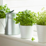 Ultimate Guide To Growing Herbs In Your Kitchen | Dogtown Pizza