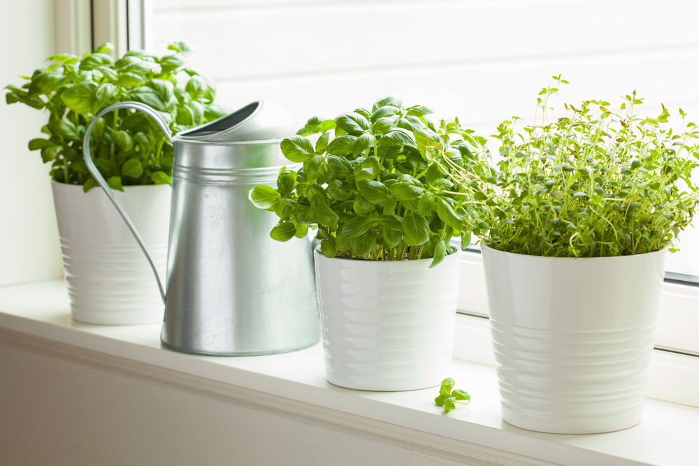 Výsledek obrázku pro herbs in kitchen