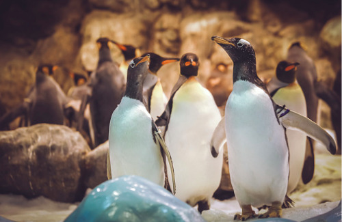 penguins-at-a-zoo