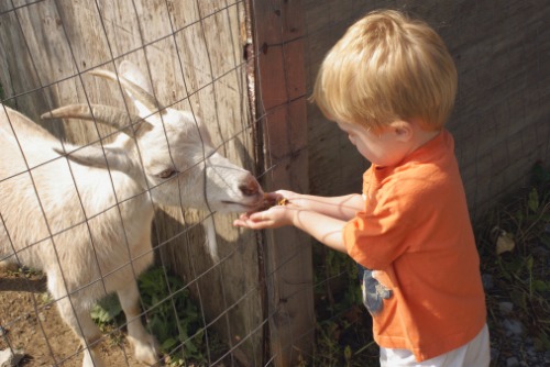 little-boy-feeding-goat