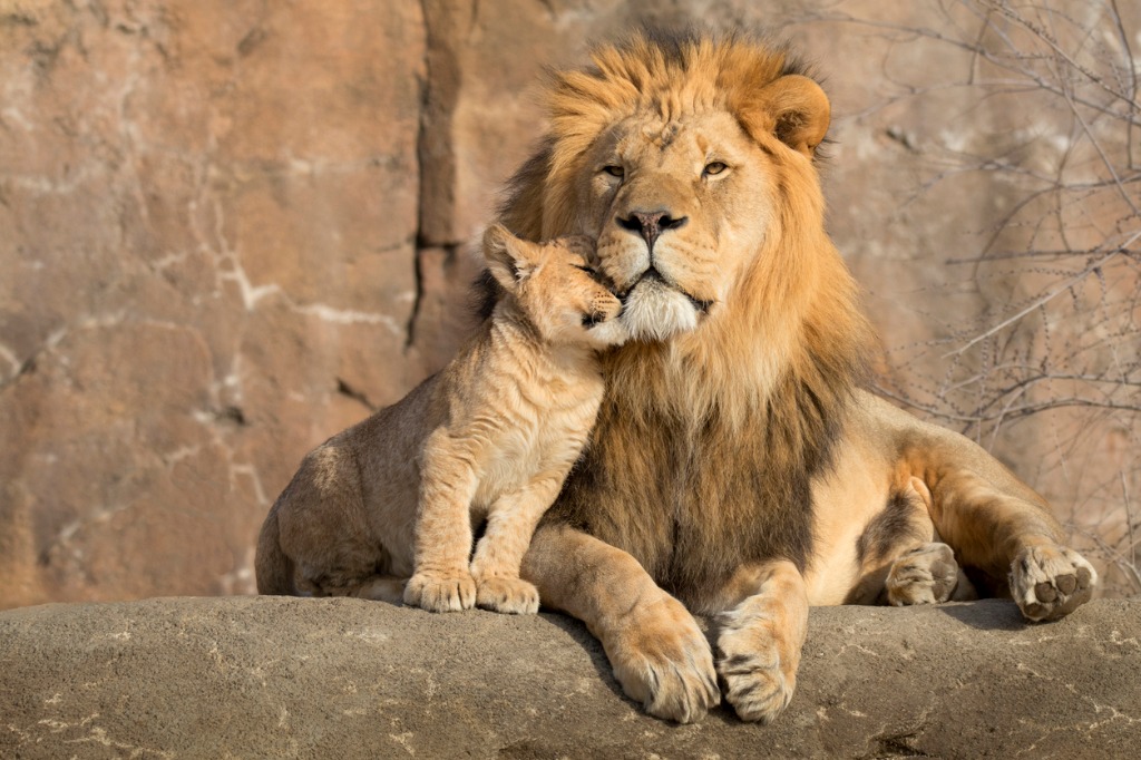 lions-cuddling