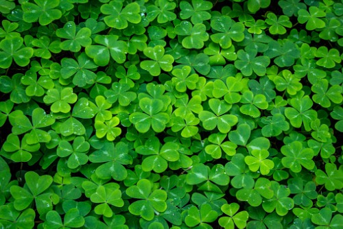 shamrocks