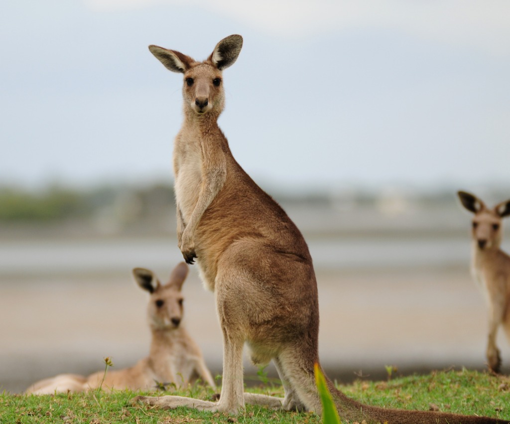 kangaroos