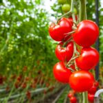 Tomatoes-growing-on-vine