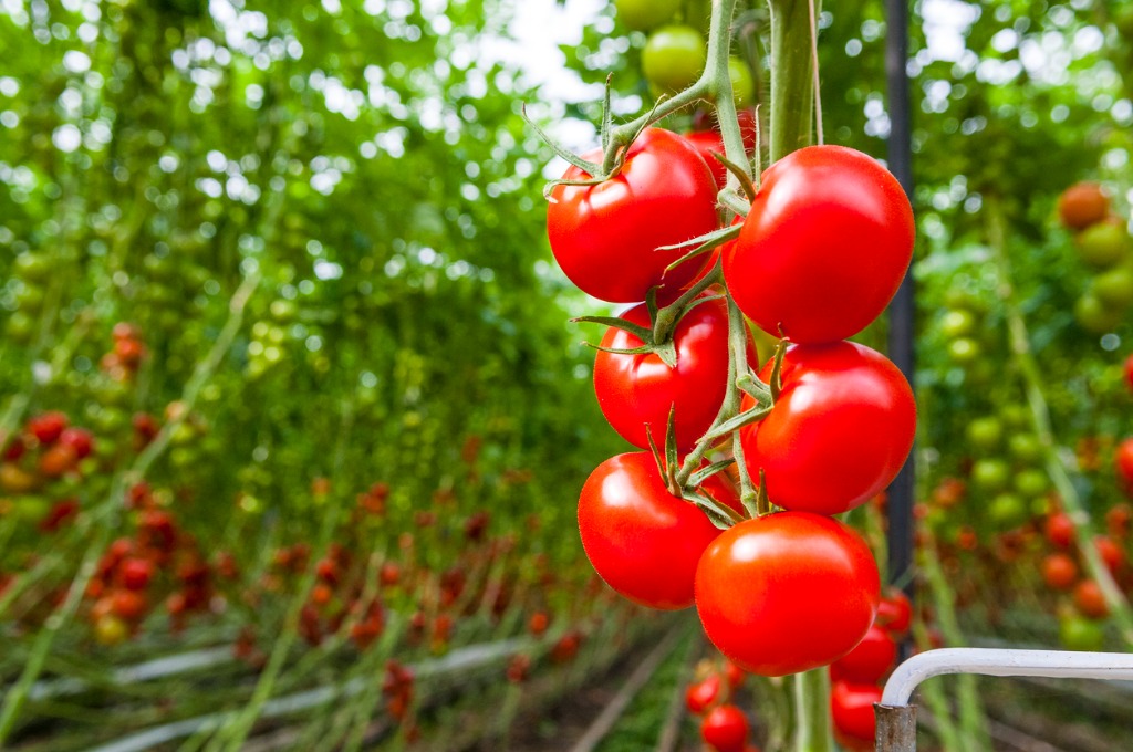 tomatoes-growing-on-vine