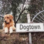 Dog-and-dogtown-sign