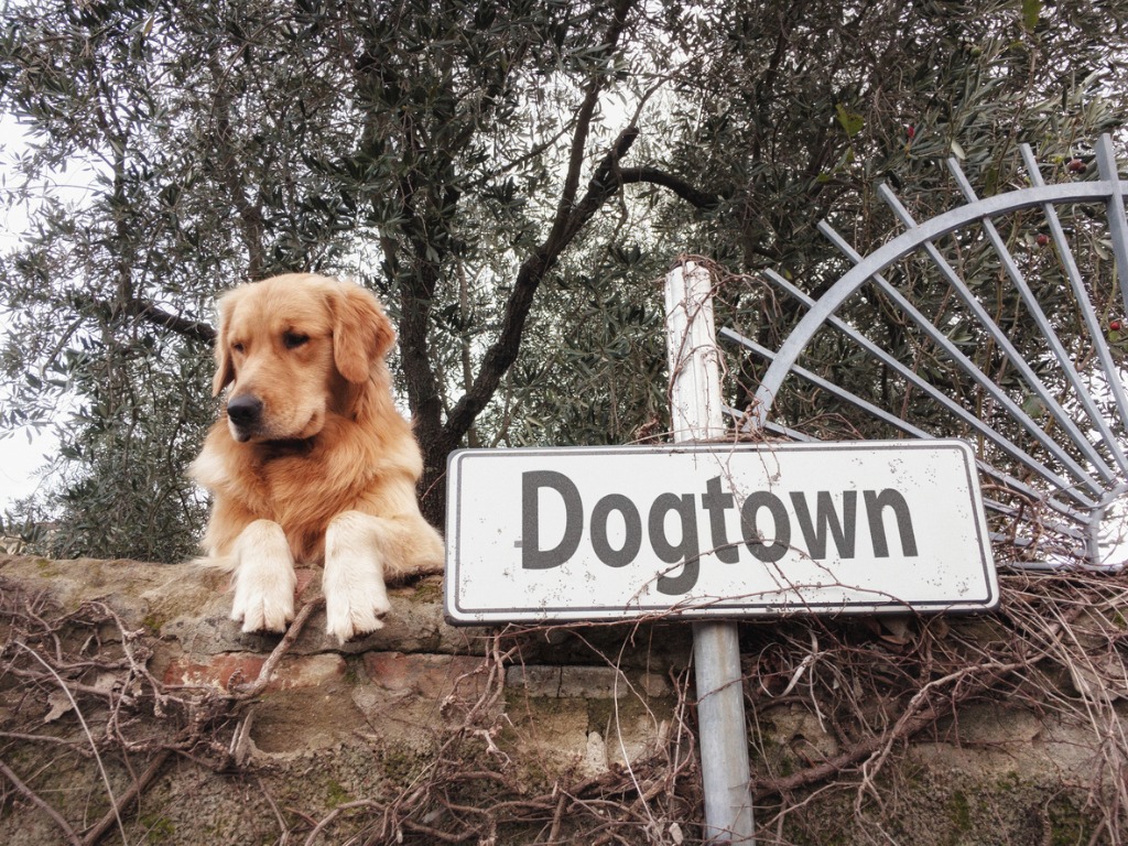 dog-and-dogtown-sign